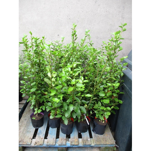 64 - Twenty Griselinea hedging shrubs