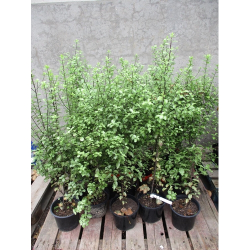 66 - Twenty Pittosporum hedging shrubs