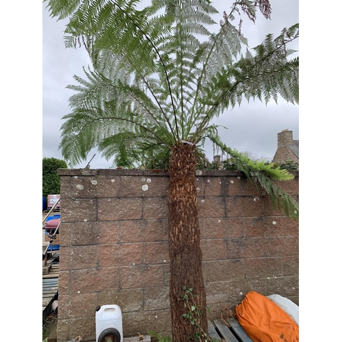 39 - A mature tree Fern of large proportion
