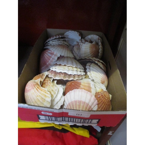 113 - A quantity of Scallop shells