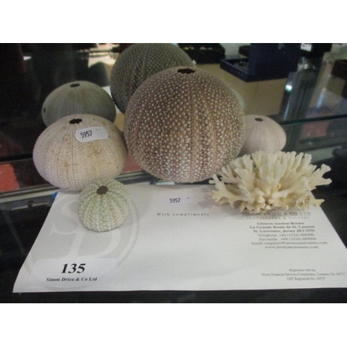 135 - Four sea urchins together with a piece of vintage coral