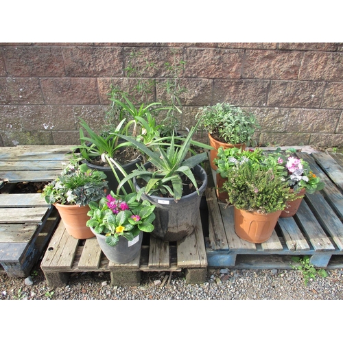 26 - Assorted potted plants