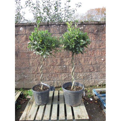 29 - A pair of standard Bay trees