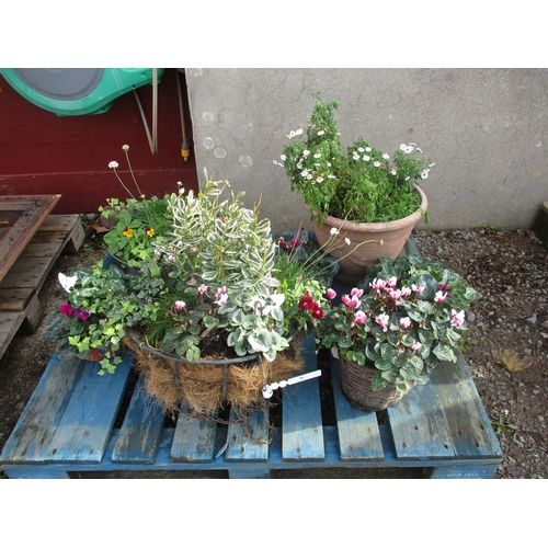 36 - An assortment of plants