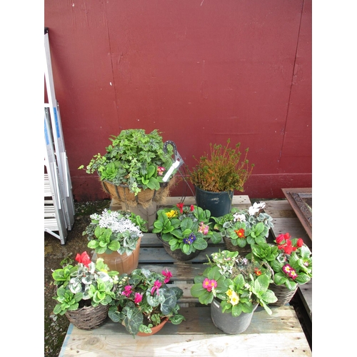 37 - An assortment of plants