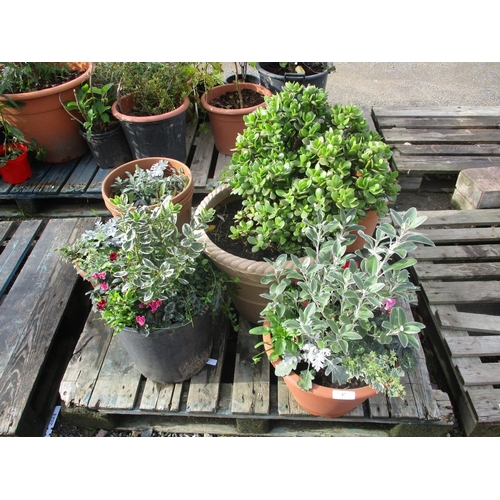 47 - Assorted potted plants
