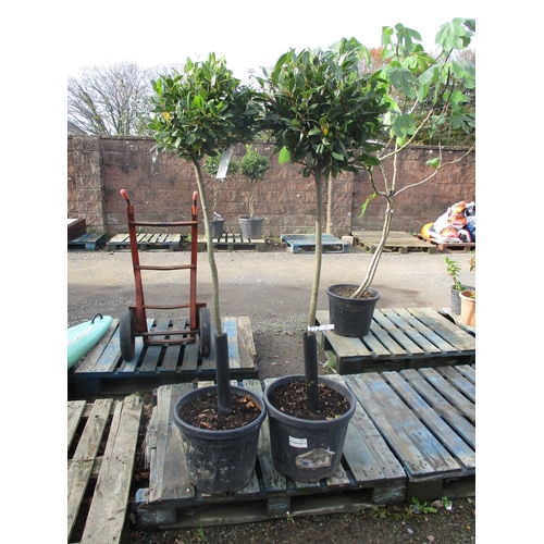48 - A pair of standard Bay trees