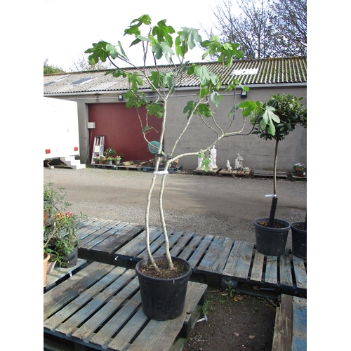 51 - A potted Fig tree