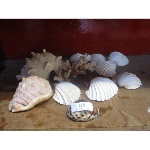 125 - Assorted sea shells and coral