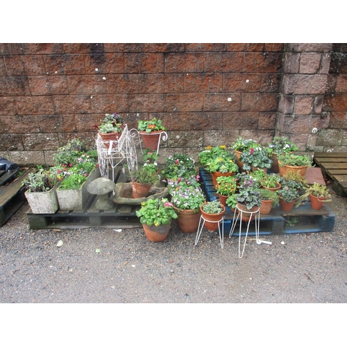 42 - Assorted potted plants and shrubs