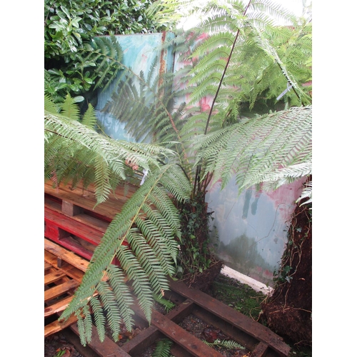 47 - A Tree Fern