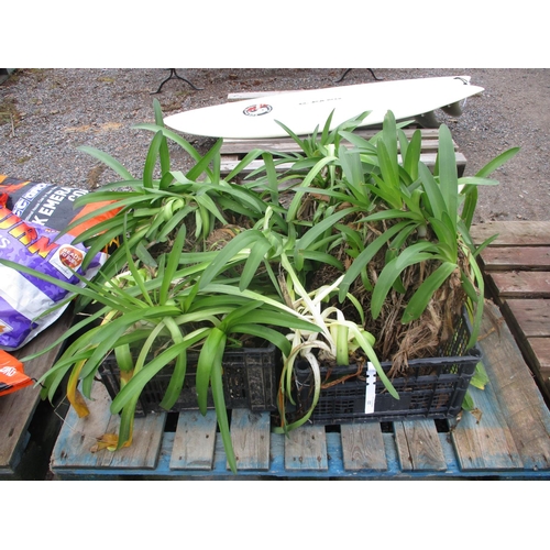 22 - A quantity of Agapanthus