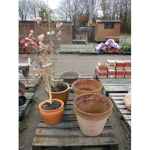 44 - Three terracotta flower pots, a saucer and two salt glazed stone ware planters