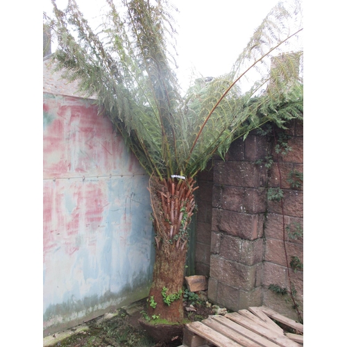 63 - A mature tree fern