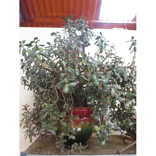 63 - A large Money Plant