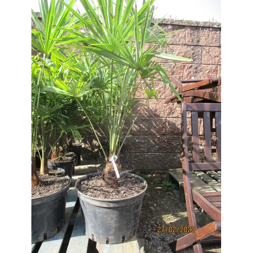 41 - Five mature potted Umbrella Palms