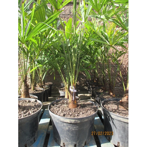 42 - Five mature potted Umbrella Palms