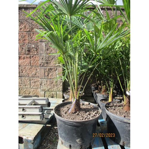 43 - Five mature potted Umbrella Palms