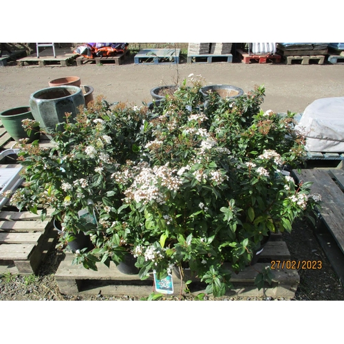 65 - Ten mature potted Viburnum Tinus