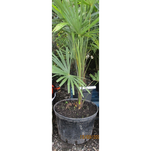 48 - Six mature potted Umbrella Palms