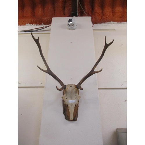 230 - A pair of mounted Stag's antlers