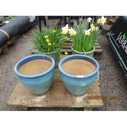 39 - Two pairs of salt glazed stone ware planters, two planted with Daffodils
