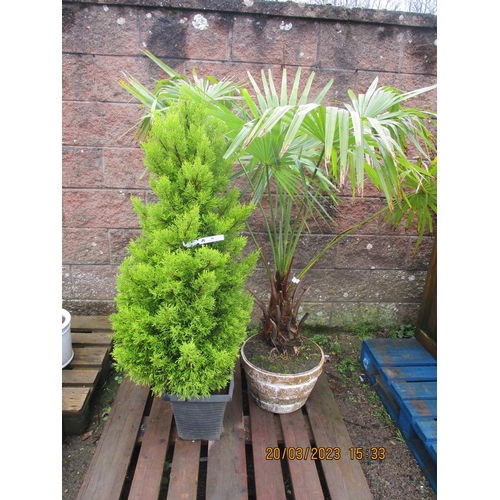 56 - A mature potted Umbrella Palm together with a potted Conifer