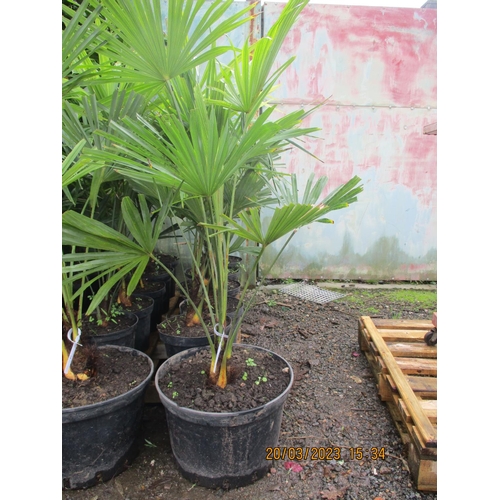 66 - Six mature potted Umbrella Palms