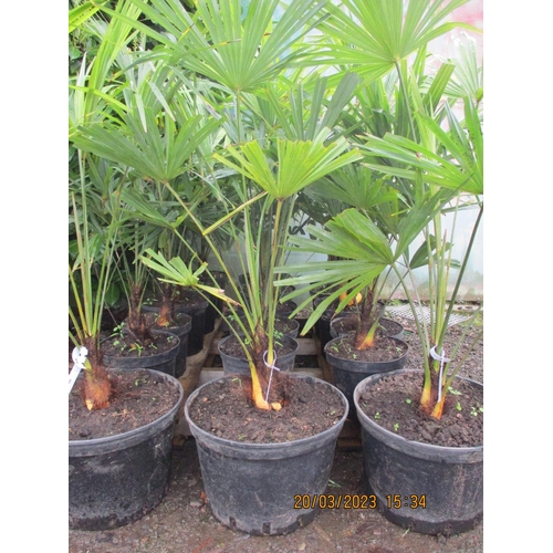 67 - Six mature potted Umbrella Palms