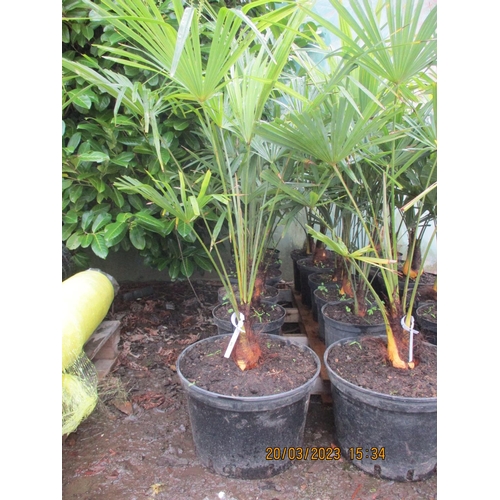 68 - Six mature potted Umbrella Palms