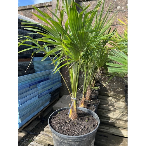 51 - Six mature potted Umbrella Palms