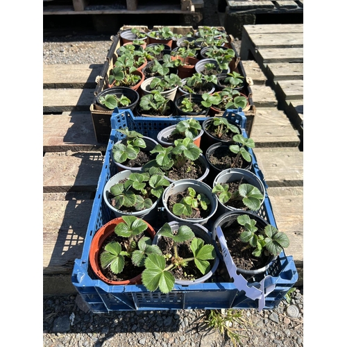 114 - Thirty five Strawberry plants