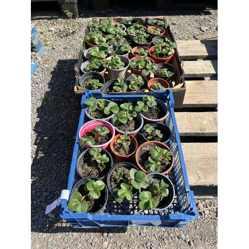 115 - Thirty five Strawberry plants