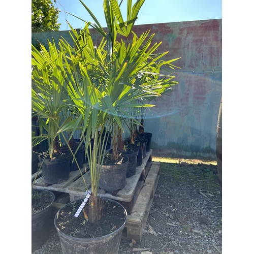 73 - Six mature potted Umbrella Palms