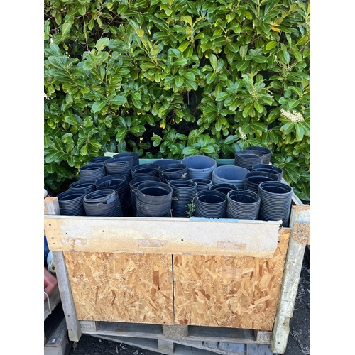 75 - A large quantity of black plastic flower pots