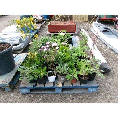 34 - A quantity of shrubs and plants