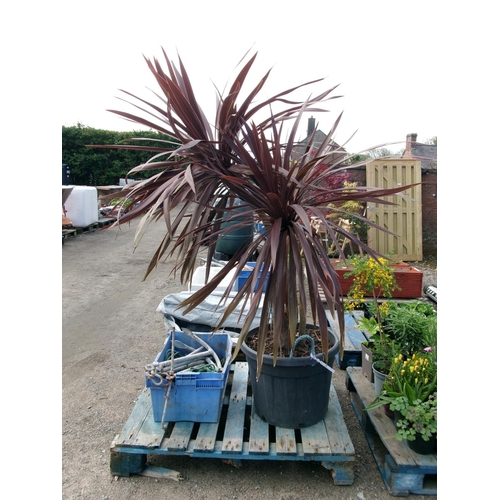 35 - A potted Palm