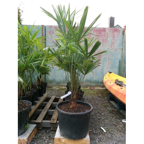 54 - Six mature potted Umbrella Palms