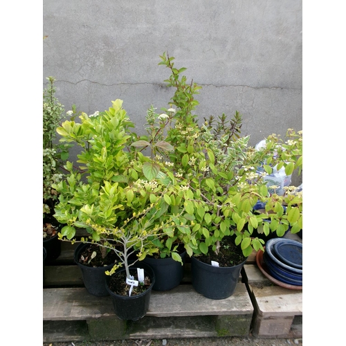 68 - A quantity of Viburnum and Hibiscus