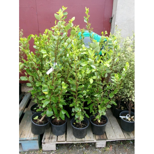 70 - Twenty Griselinea hedging shrubs