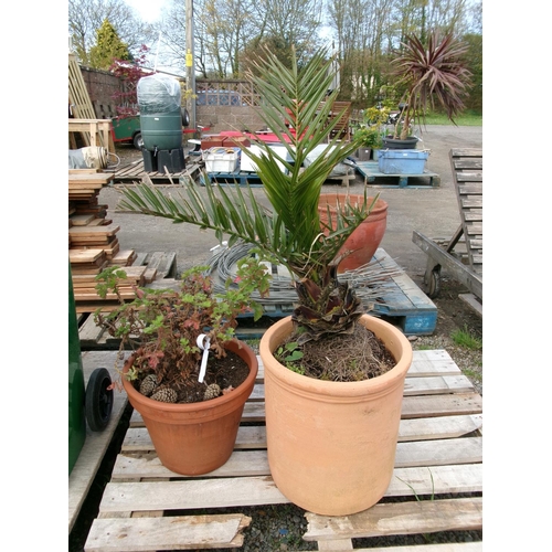 72 - A potted Palm together with a potted Geranium