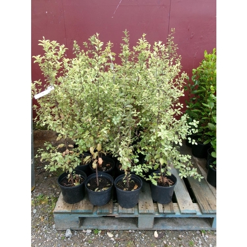 71 - Twenty Pittosporum