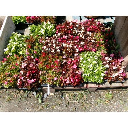 115 - Fifteen trays of Begonia