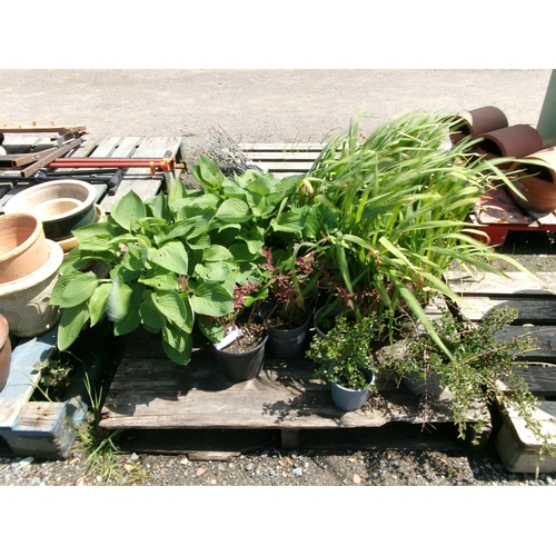 124 - Assorted potted plants