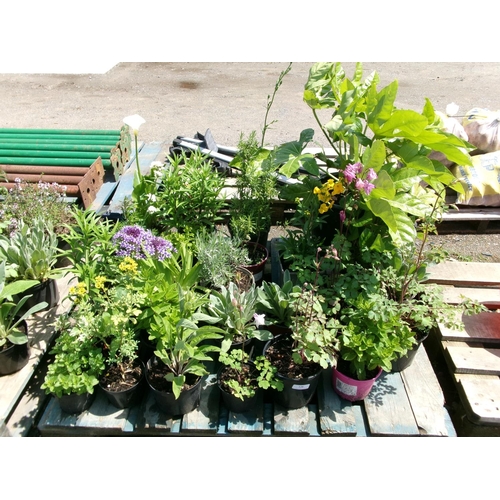 128 - An accumulation of potted plants and shrubs