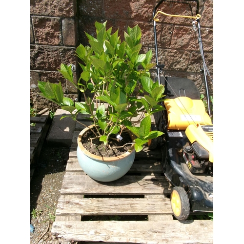 73 - A Hydrangea shrub in terracotta pot