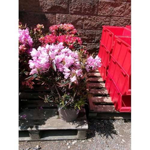 77 - Three potted Rhododendron shrubs