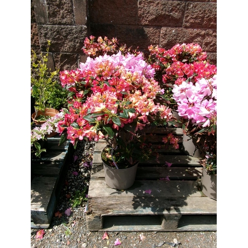 78 - Three potted Rhododendron shrubs