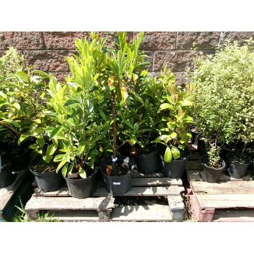 81 - Fifteen potted Laurel hedging shrubs