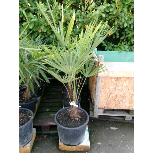 85 - Six mature potted Umbrella Palms